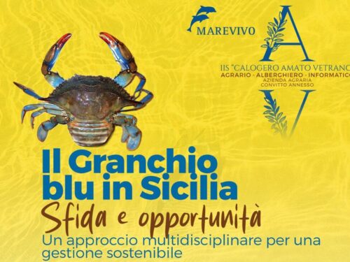 Il granchio blu in Sicilia: sfida e opportunità